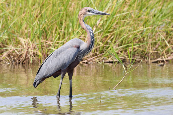 Goliathreiher / Goliath heron (Ardea goliath)
