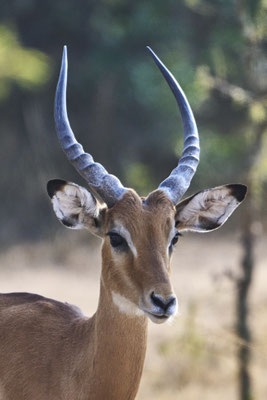 Schwarzfersenantilope oder Impala / Impala or rooibok (Aepyceros melampus)