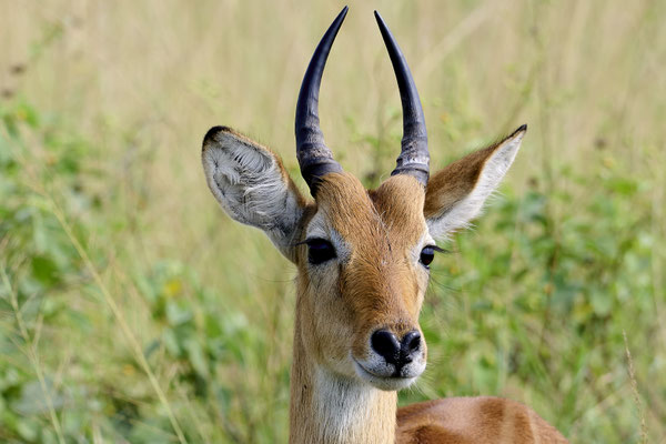 Uganda-Grasantilope / Ugandan kob (Kobus kob thomasi)
