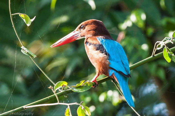 White-throated kingfisher, Chitwan National Park, Nepal, 2013