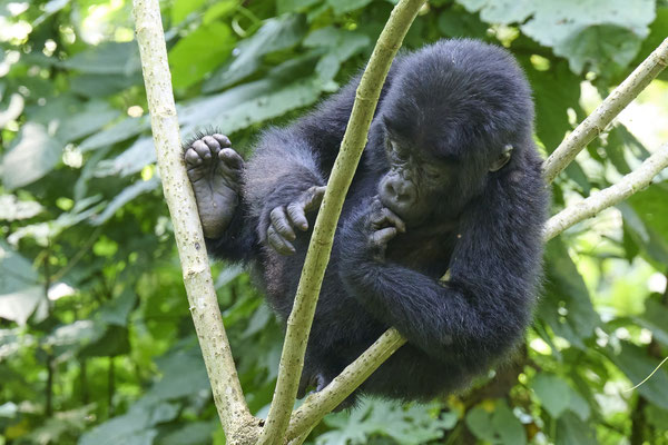 Berggorilla / Mountain gorilla (Gorilla beringei beringei)