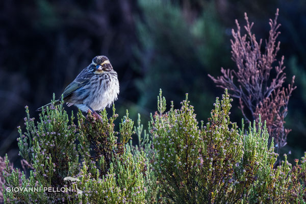 Bird at Second Cave  (3'450 m)