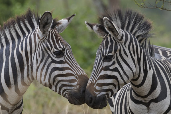 Zebras (Hippotigris) 