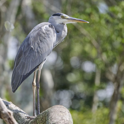 Schwarzhalsreiher / Black-headed heron (Ardea melanocephala)