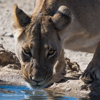 Female lion drinking at a waterhole (Löwenweibchen trinkt an einem Wasserloch)