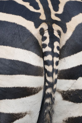 Steppenzebra / Plains zebra (Equus quagga) 