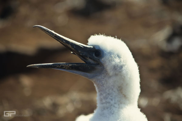 Blue-footed Booby - Galapagos, Ecuador - 1995