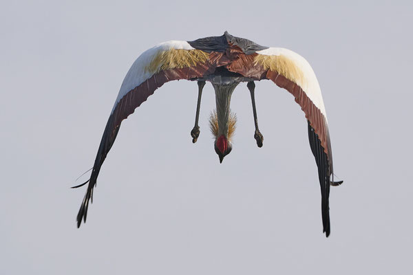 Südafrika-Kronenkranich / Grey crowned crane (Balearicina regulorum)