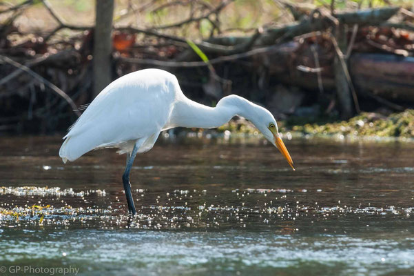 Heron (Reiher), Chitwan National Park, Nepal, 2013