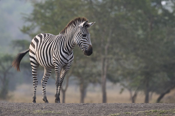 Zebras (Hippotigris) 
