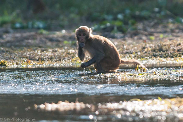 Monkey, Chitwan National Park, Nepal, 2013