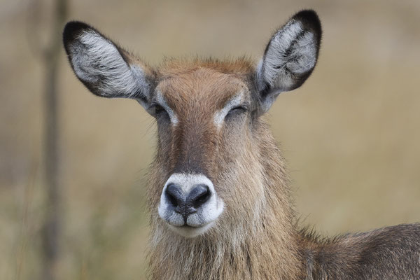 Defassa-Wasserbock / Waterbuck (Kobus defassa)