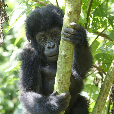 Berggorilla / Mountain gorilla (Gorilla beringei beringei)