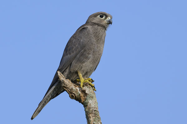 Graufalke / Grey kestrel (Falco ardosiaceus)