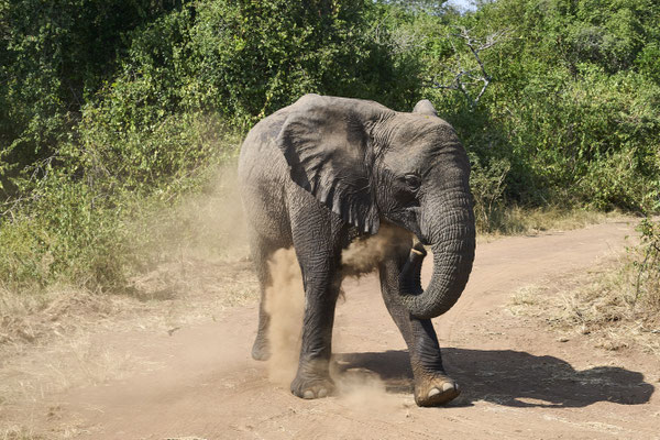 Afrikanischer Elefant / African bush elephant (Loxodonta africana)