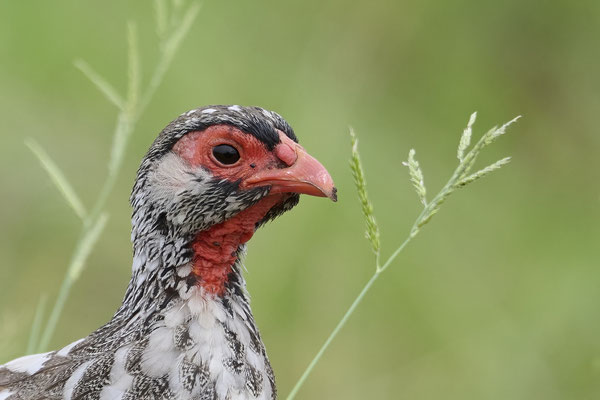 Rotkehlfrankolin / Red-necked francolin (Pternistis afer)