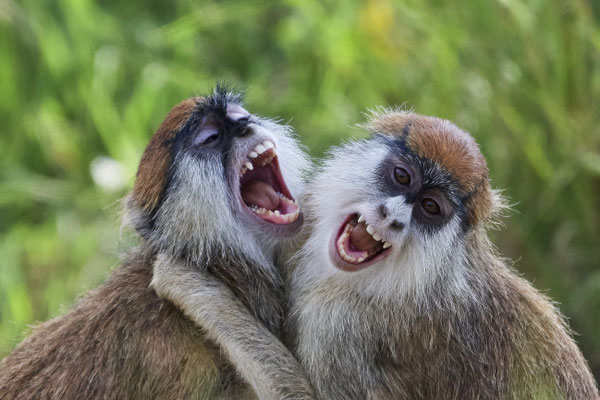 Husarenaffe / Common patas monkey (Erythrocebus patas)