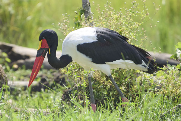 Sattelstorch / Saddle-billed stork or saddlebill (Ephippiorhynchus senegalensis)