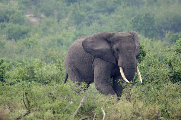 Afrikanische Savannen-Elefant / African savanna elephant (Loxodonta africana)