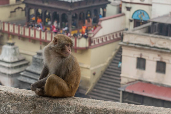 Pashupatinath, Nepal, 2013