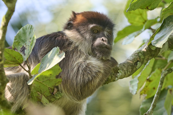 Uganda-Stummelaffe / Ugandan red colobus  (Piliocolobus tephrosceles)