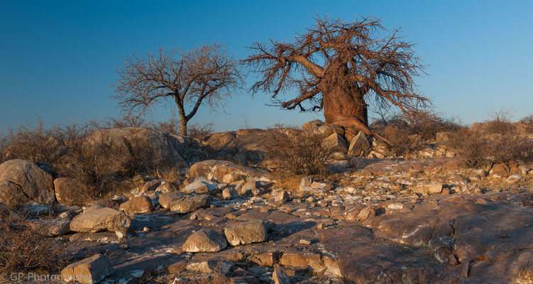 Baobab in the evening light, Kubu Island, Botswana 2015