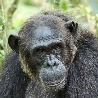 Schimpanse / Chimpanzee (Pan troglodytes)