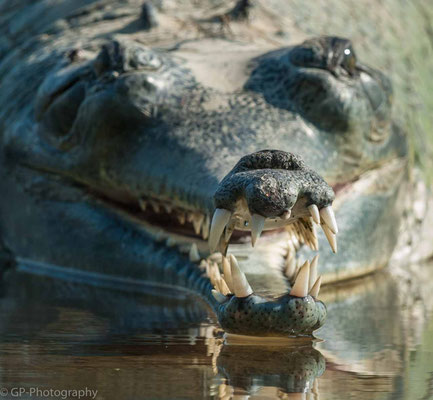 Gharial (Gangesgavial), Chitwan National Park, Nepal, 2013