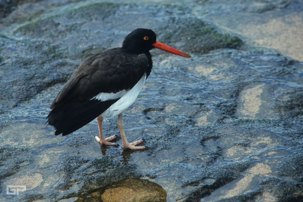 American Oystercatcher - Galapagos, Ecuador - 1995