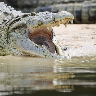 Nilkrokodil / Nile crocodile (Crocodylus niloticus)