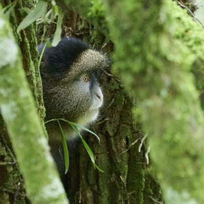 Goldmeerkatze / Golden monkey (Cercopithecus mitis kandti)
