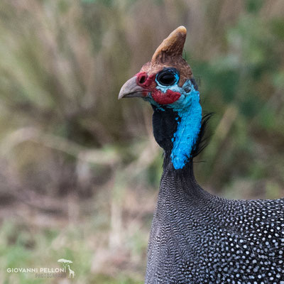 Helmeted guineafowl (Helmperlhuhn)