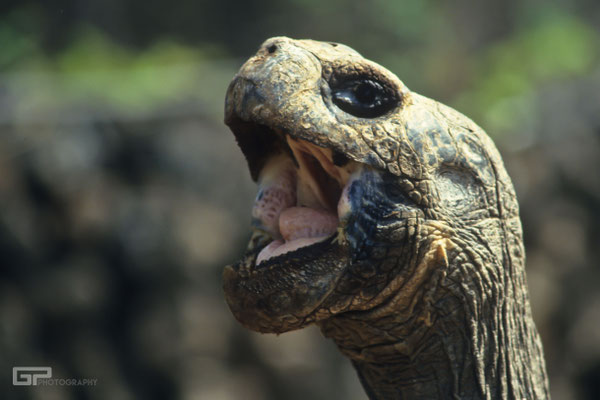 Galápagos giant tortoise- Galapagos, Ecuador - 1995