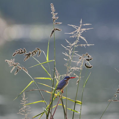 Haubenzwergfischer / Malachite kingfisher (Corythornis cristatus)