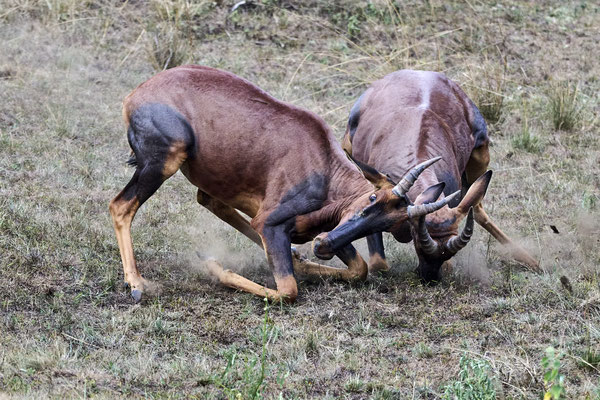 Tsessebe (Topi) / Common tsessebe(Damaliscus lunatus)