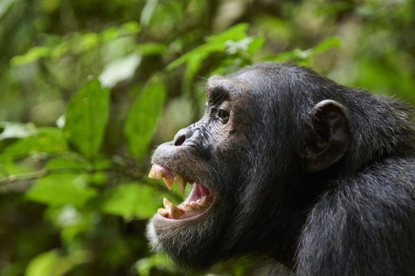 Schimpanse / Chimpanzee (Pan troglodytes)