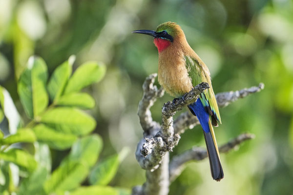 Rotkehlspint oder Grünstirnspint / Red-throated bee-eater (Merops bulocki)