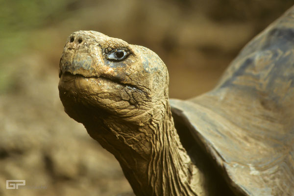 Galápagos giant tortoise- Galapagos, Ecuador - 1995