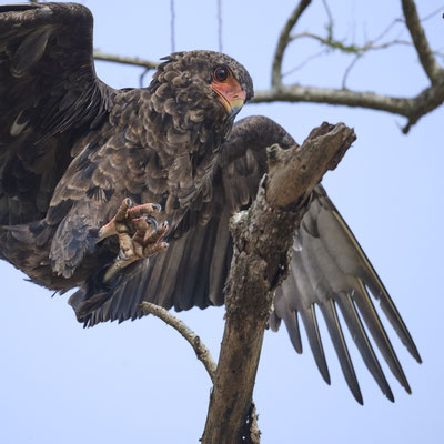Gaukler / Bateleur (Terathopius ecaudatus)