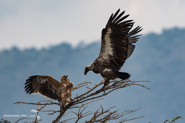 Hoodes vulture (Kappengeier)