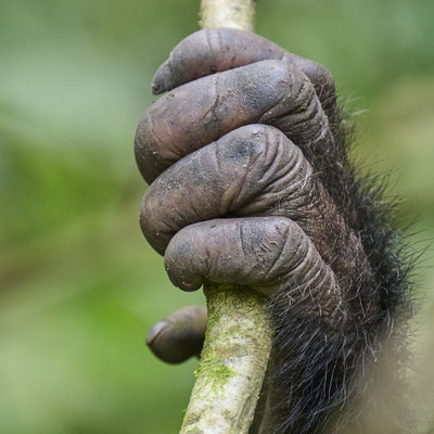 Schimpanse / Chimpanzee (Pan troglodytes)