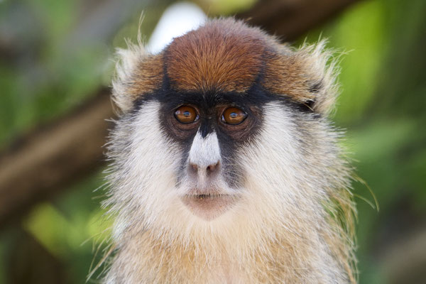 Husarenaffe / Common patas monkey (Erythrocebus patas)