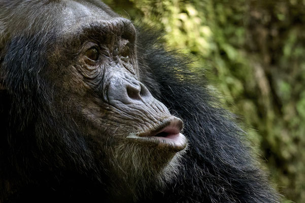 Schimpanse / Chimpanzee (Pan troglodytes)
