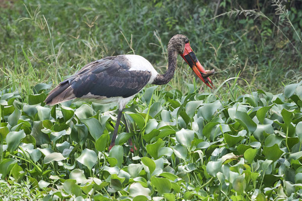 Sattelstorch / Saddle-billed stork (Ephippiorhynchus senegalensis)