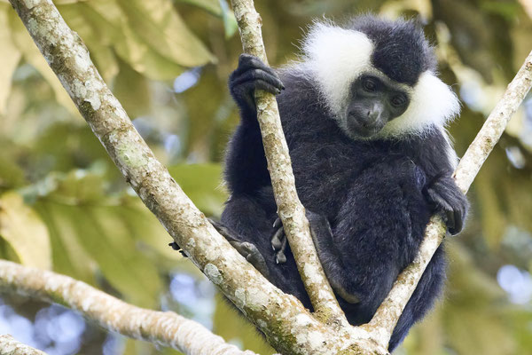 Mantelaffe oder Guereza / Mantled guereza (Colobus guereza)