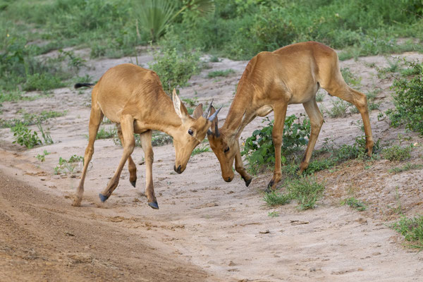 Nordafrikanische Kuhantilope / Bubal hartebeest (Alcelaphus buselaphus)