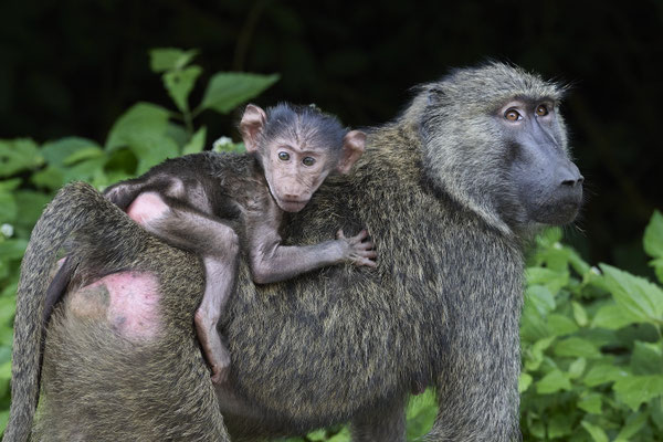 Anubispavian oder Grüner Pavian / Olive baboon (Papio anubis)