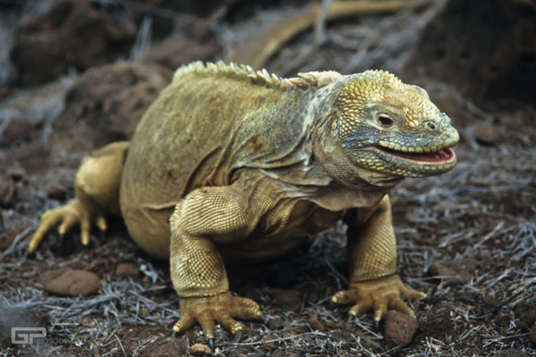 Galapagos Land Iguana (Conolophus subcristatus) - Galapagos, Ecuador - 1995