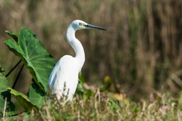 Heron (Reiher), Chitwan National Park, Nepal, 2013