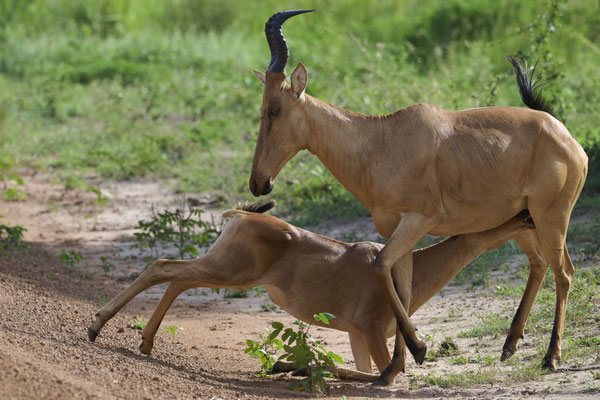 Nordafrikanische Kuhantilope / Bubal hartebeest (Alcelaphus buselaphus)